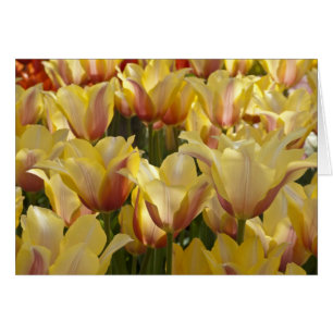 Tulipes jaunes