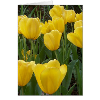 tulipes jaunes