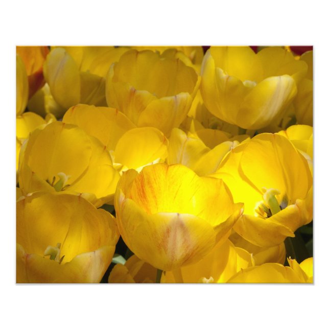 Tulipes jaunes 20" x 16" Impression photo (Devant)