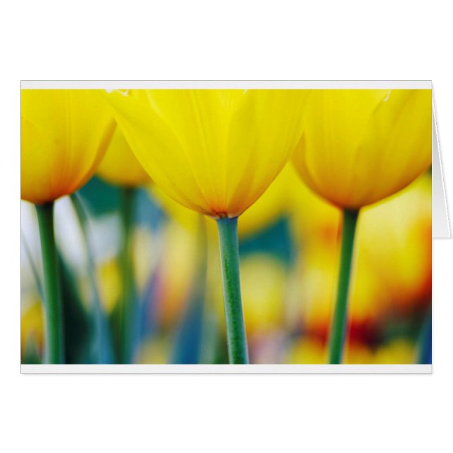 Tulipes jaunes avec la turquoise (Devant horizontal)