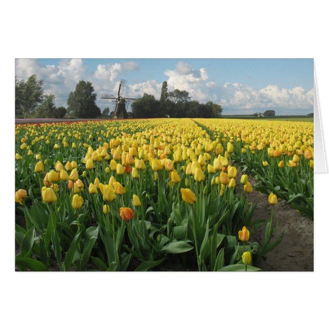 Tulipes jaunes dans un domaine et moulin à vent en (Devant horizontal)