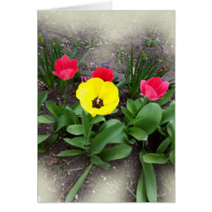 tulipes jaunes et rouges