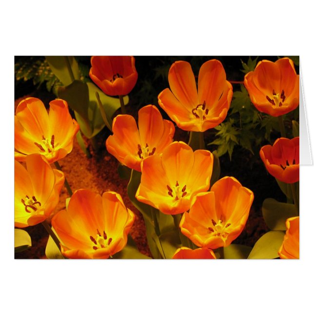 Tulipes orange (Devant horizontal)