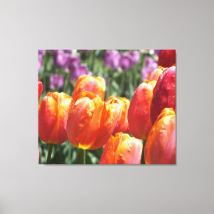 Tulipes oranges Enveloppées Toile Impression