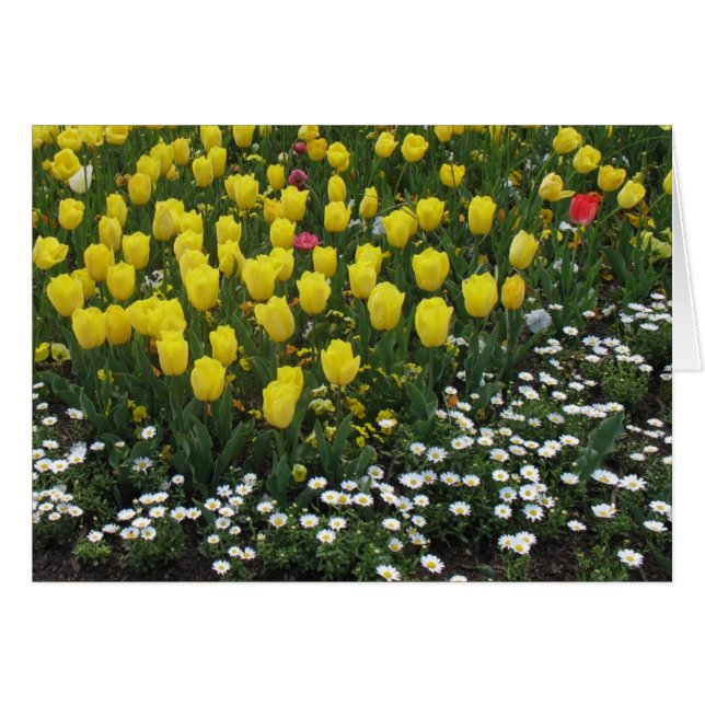 tulipes, pansies, marguerites (Devant horizontal)