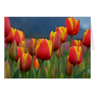 Tulipes pour maman