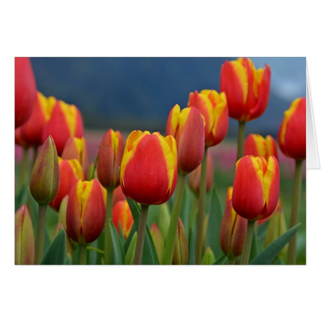 Tulipes pour maman (Devant horizontal)