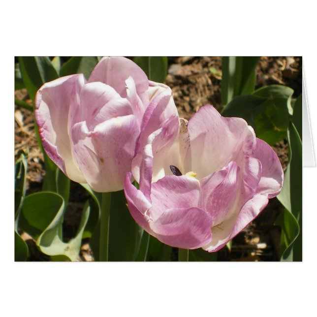 Tulipes pourpres de Central Park (Devant horizontal)