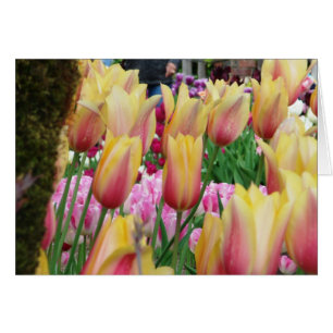 Tulipes - rose et jaune