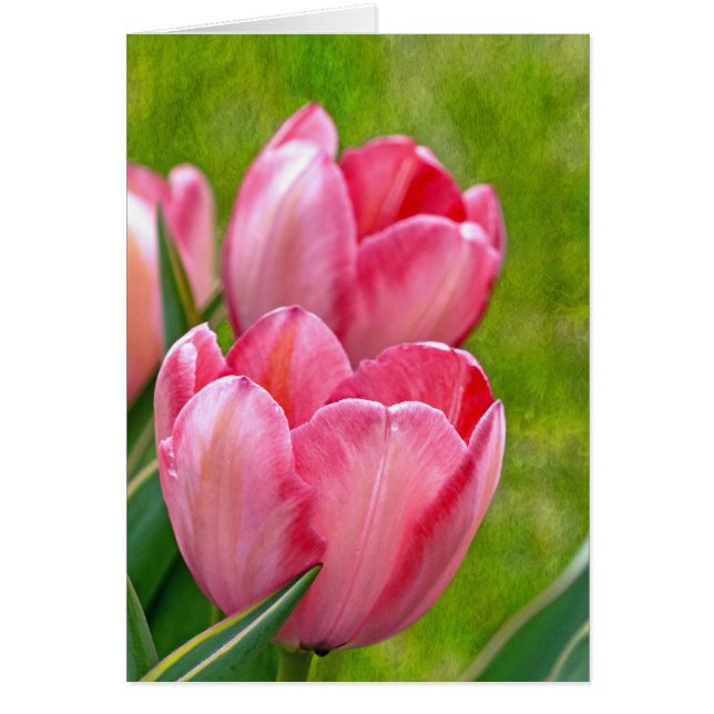 Tulipes roses (Devant)