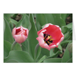 Tulipes roses