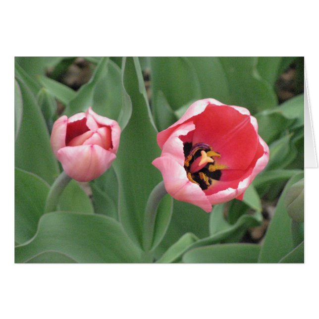 Tulipes roses (Devant Horizontal)