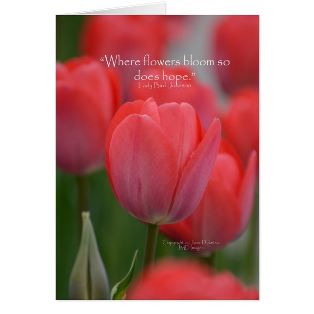 Tulipes roses (Devant)