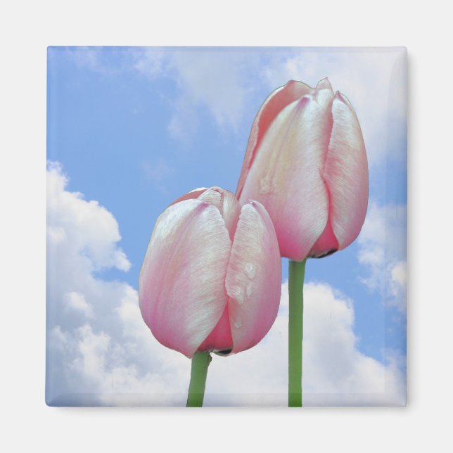 Tulipes roses Ciel bleu Magnet floral (Devant)