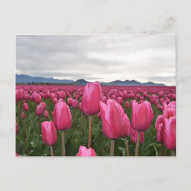 Tulipes roses Fleurs  Carte postale (Devant)