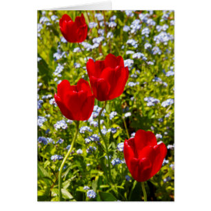 Tulipes rouges