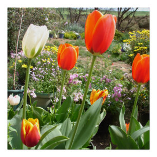 Tulipes rouges et blanches Affiche de jardin de pr