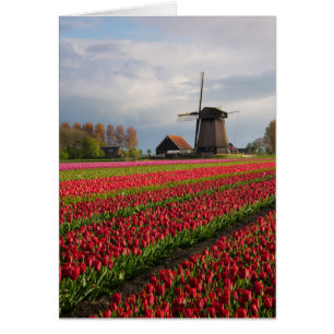 Tulipes rouges et un moulin à vent