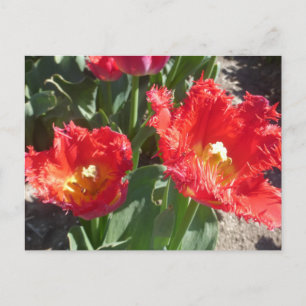 Tulipes rouges fermer do-it-yourself carte postale
