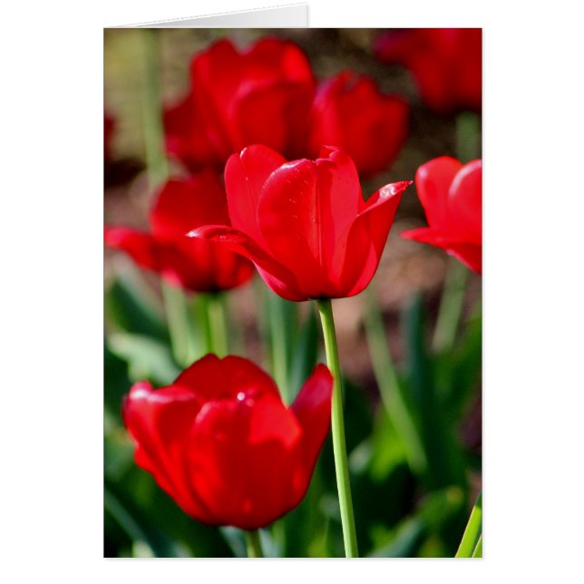 Tulipes rouges personnalisables (Devant)