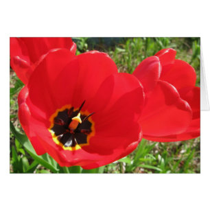 Tulipes rouges rouges rouges