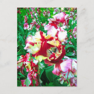 Tulipes spéciales - Carte postale