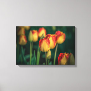 Tulipes Toile Enveloppée