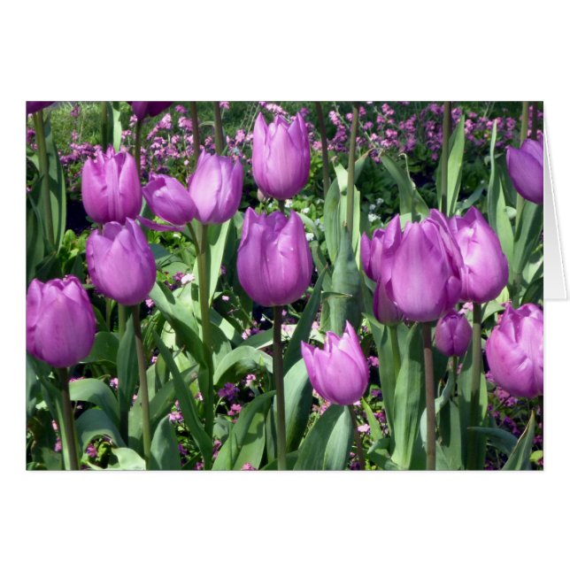 tulipes violettes (Devant horizontal)
