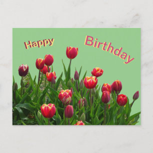 Tulipes Violettes Roses Jaunes Poussière. Carte po