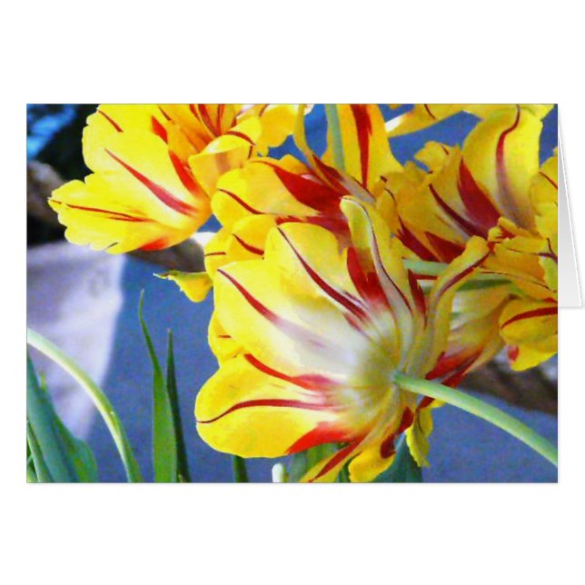 Tulips (Front Horizontal)