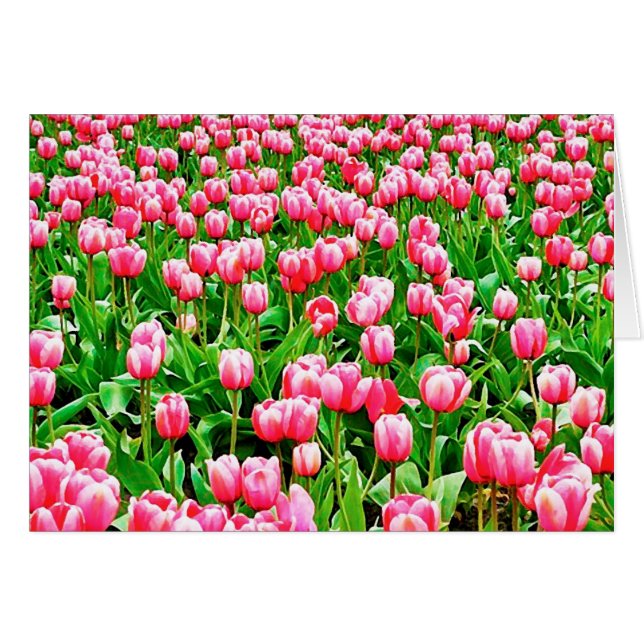 Tulips (Devant horizontal)