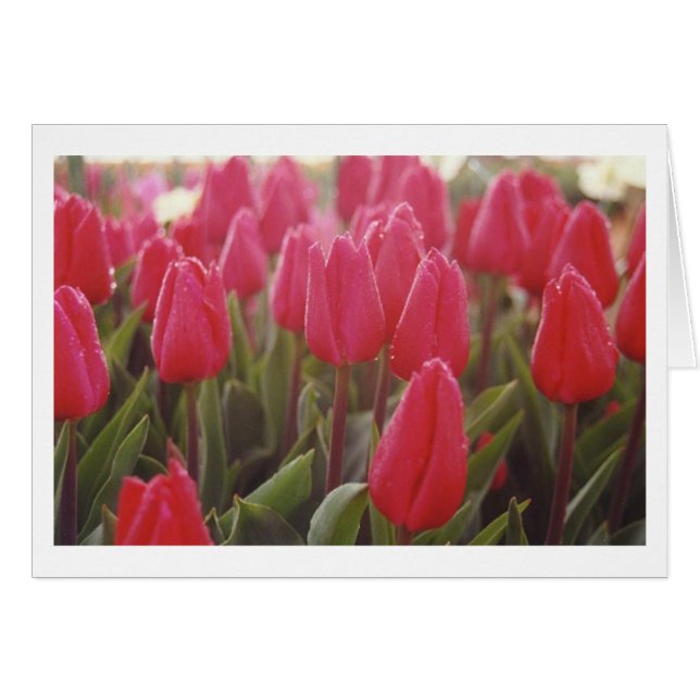 Tulips (Front Horizontal)