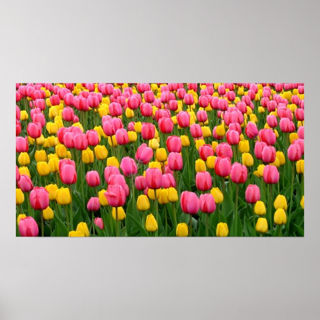 Tulips 1 Poster (Front)