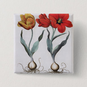 Tulips: 1.Tulipa globosa serotina cinnabrio colore 2 Inch Square Button