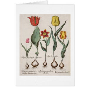 Tulips: 1.Tulipa lutea maculis rubens; 2.Tulipa au