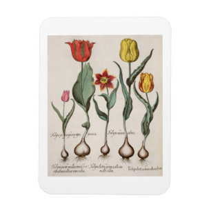 Tulips: 1.Tulipa lutea maculis rubens; 2.Tulipa au Magnet
