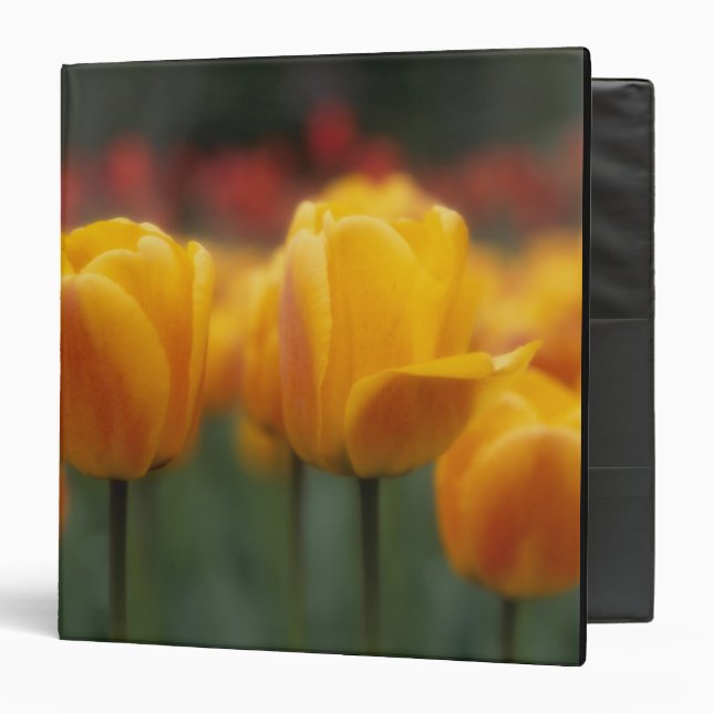 Tulips 2 binder (Front/Inside)
