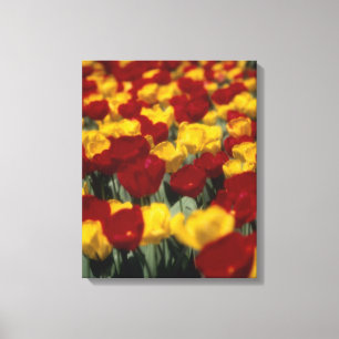 Tulips 2 canvas print