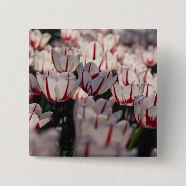 Tulips 2 Inch Square Button (Front)