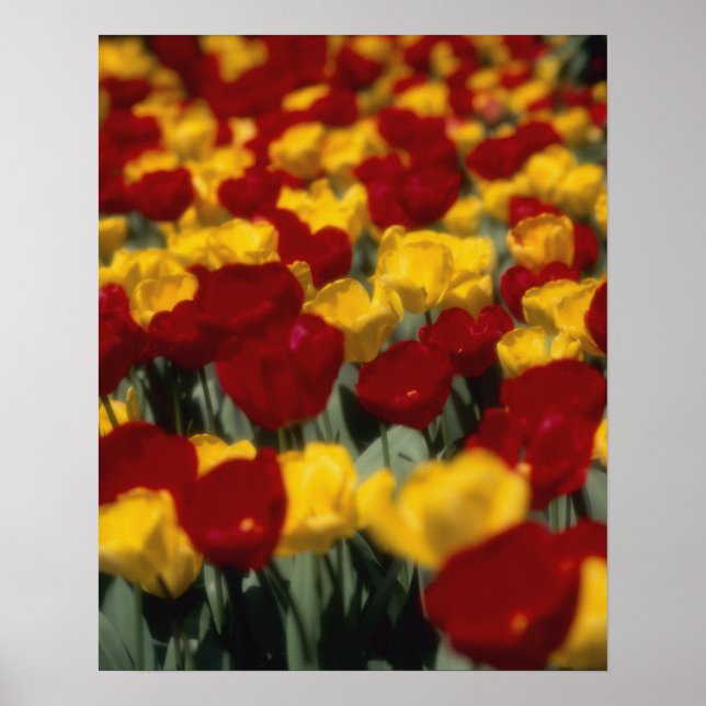 Tulips 2 poster (Front)