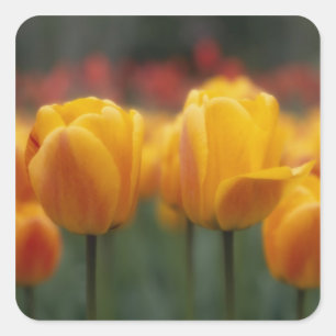 Tulips 2 square sticker