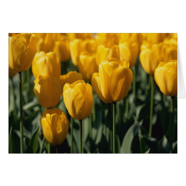 Tulips 3 (Front Horizontal)