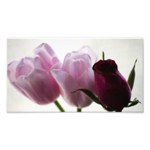 Tulips 3258 photo print