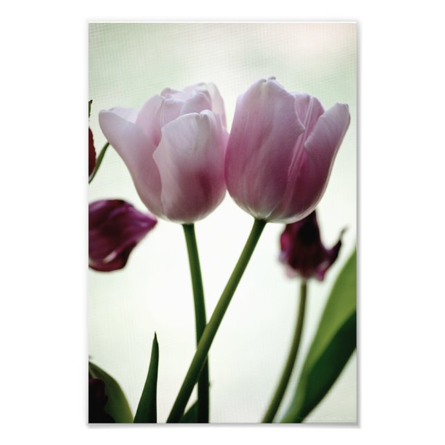 Tulips 3259 photo print (Front)