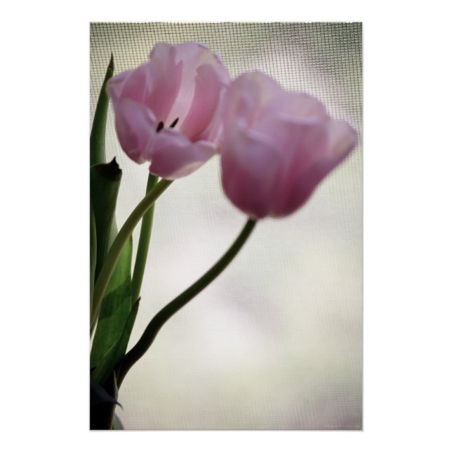 Tulips 3265 poster (Front)