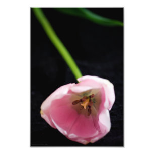 Tulips 3272 photo print