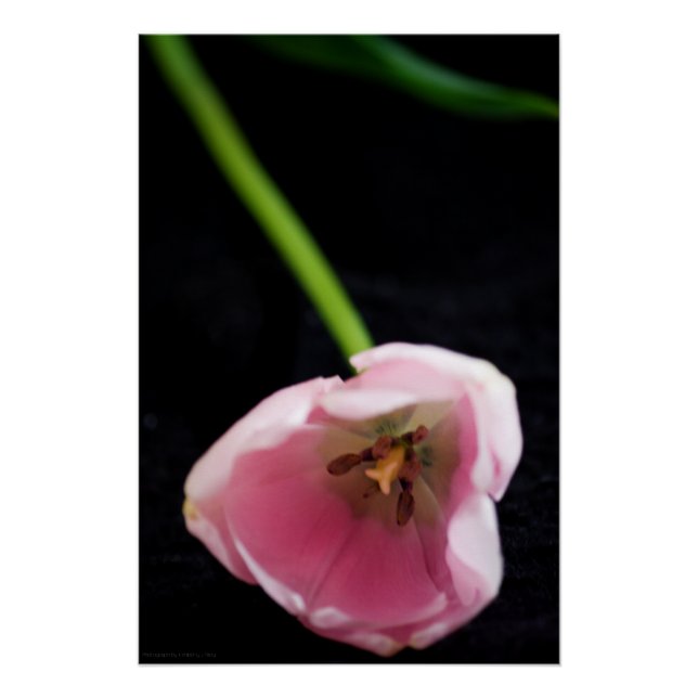 Tulips 3272 poster (Front)