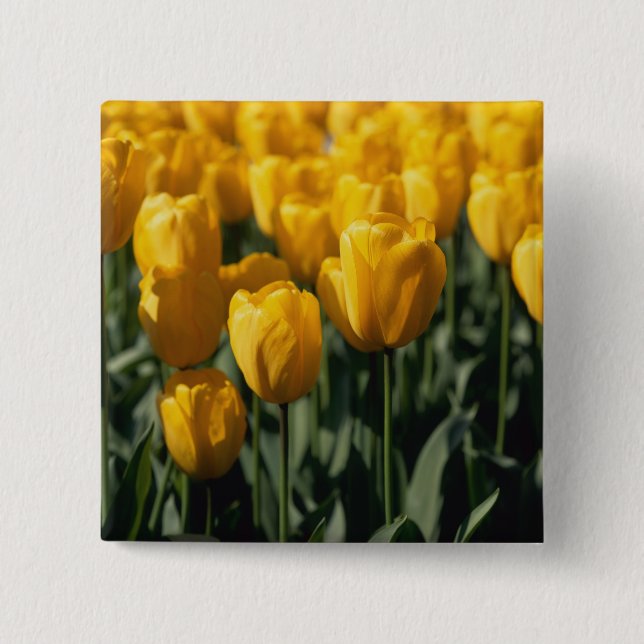 Tulips 3 2 inch square button (Front)