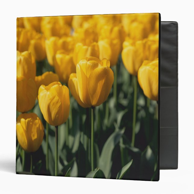 Tulips 3 binder (Front/Inside)
