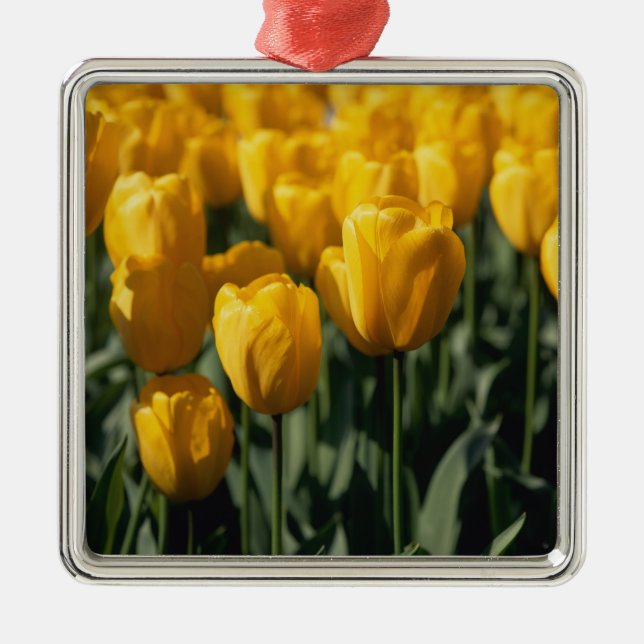 Tulips 3 metal ornament (Front)
